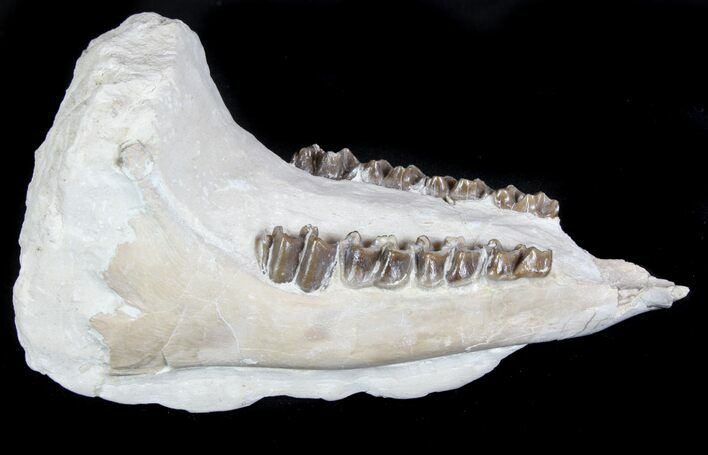 Oligocene Horse (Mesohippus) Lower Jaws - South Dakota #78126